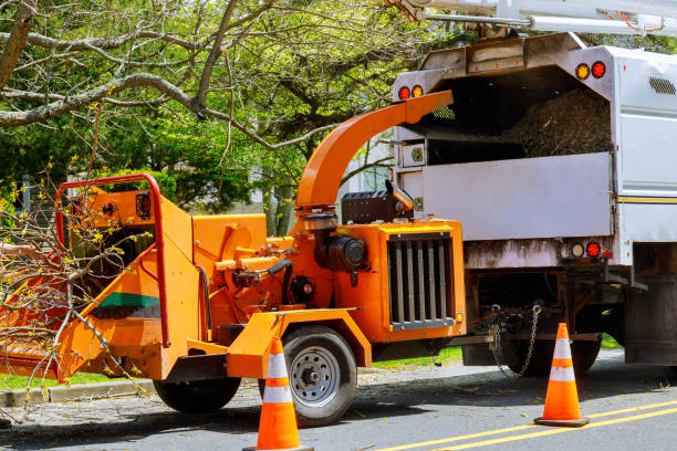 Tree Removal for Businesses in Wappingers Falls, NY